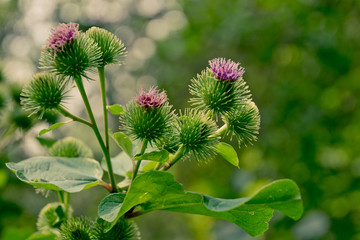 Purple burdock. Raw materials for herbal medicine