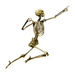 3D Rendering Human Skeleton on White