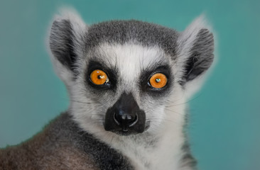 Portrait of a ring tailed lemur