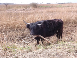 cow