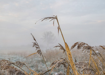 Obraz premium Reeds in Frost