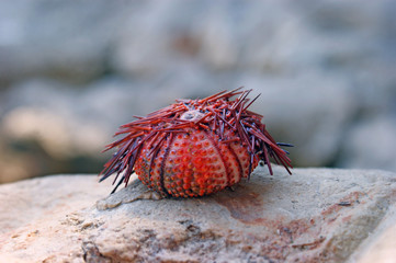 Carapace of a sea urchin
