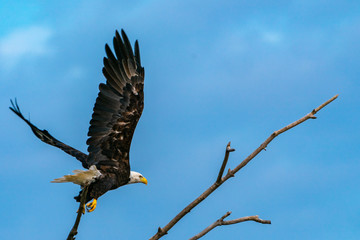 Bald Eagle in Flight with branch in background