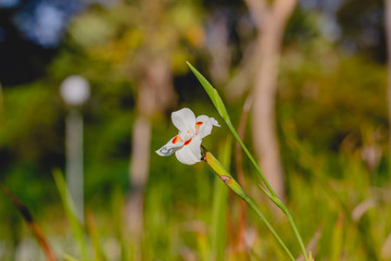 Flores_Eusebio