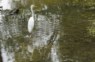 Fototapeta premium Great egret Ardea alba A large white bird that preys on water