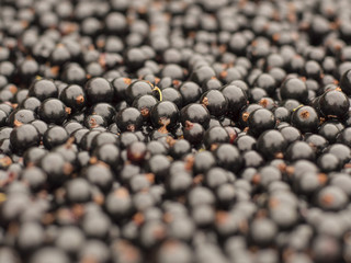 background of black currant berries. 