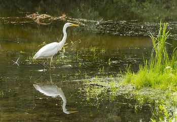 Great egret Ardea alba A large white bird that preys on water