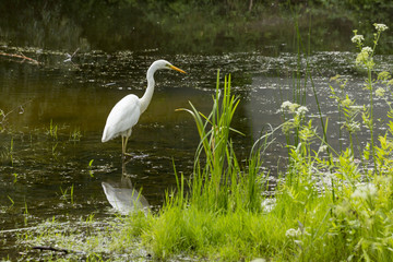 Great egret Ardea alba A large white bird that preys on water