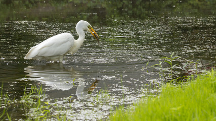 Great Egret Ardea alba Ardeidae family, has caught a fish. on a small lake in Kiev
