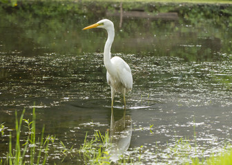 Great egret Ardea alba A large white bird that preys on water