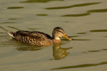 In the summer pond swam duck mallard
