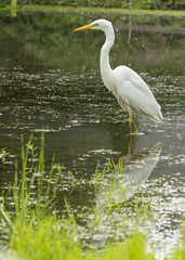 Great egret Ardea alba A large white bird that preys on water