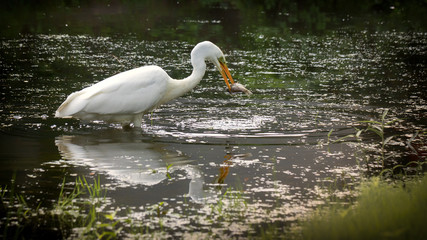Great Egret Ardea alba Ardeidae family, has caught a fish. on a small lake in Kiev