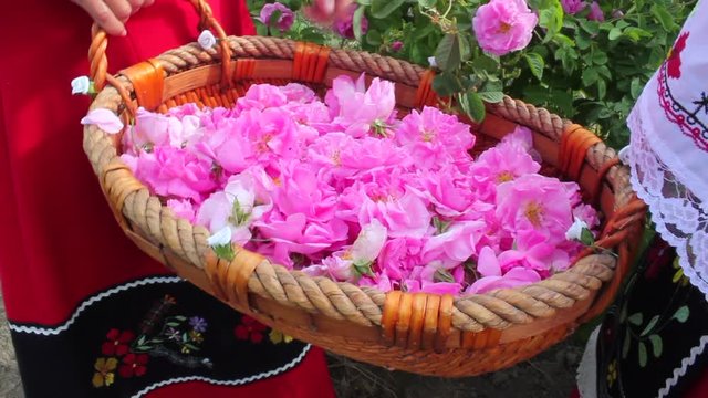 Two girls hand picking rose petals and putting them in a basket
