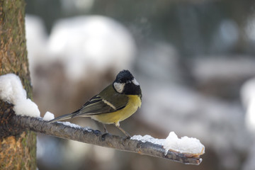 Blue tit on a branch