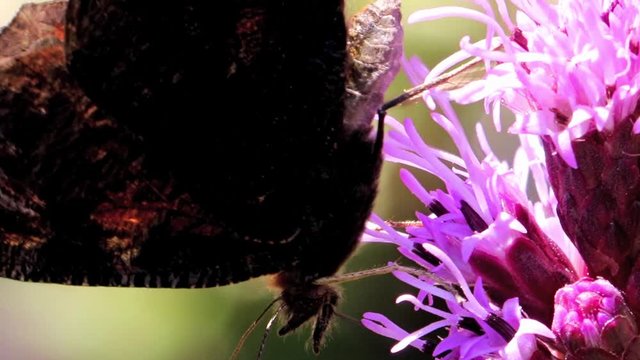 Peacock butterfly feeding on a gayfeather kobold flower. A butterfly Aglais io suck from a bloom of Liatris spicata in the garden, macro view.
