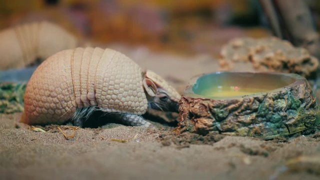 Armadillo. Armadillo disambiguation