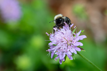 Bumblebee close-up collects pollen from a flower.Selective focus