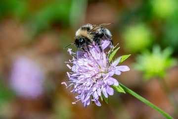 Bumblebee close-up collects pollen from a flower.Selective focus