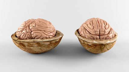 Fototapeta premium Brain in nuts
