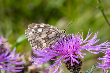 Summer scene, butterfly on flower - Little melanargia (Melanargia galathea)