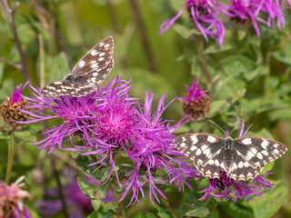 Summer scene, butterfly on flower - Little melanargia (Melanargia galathea)