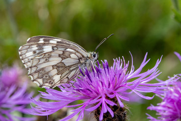 Summer scene, butterfly on flower - Little melanargia (Melanargia galathea)