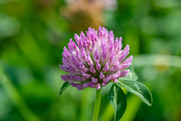 Close-up of a red clover (Trifolium pratense ) blossom in a meadow