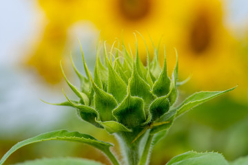 Close-up view of a young sunflower  over cloudy sky