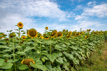 Close-up view of a young sunflowers  over cloudy sky
