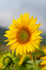 Close-up view of a young sunflower  over cloudy sky
