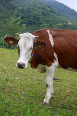 Fototapeta na wymiar colouful cow
