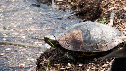 Turtle in New York