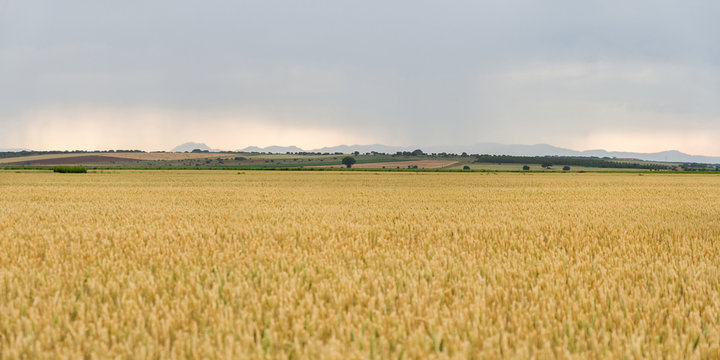 Campos de Cereales  y Horizonte Verde con Arboles