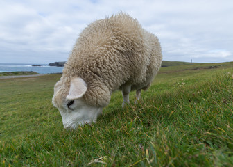 Obraz premium Sheep