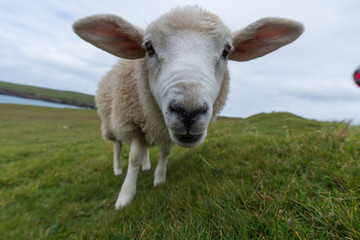 Sheep