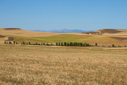  Paisaje de campos con parcelas de Cultivo de Cereal y monta&ntilde;as al fondo