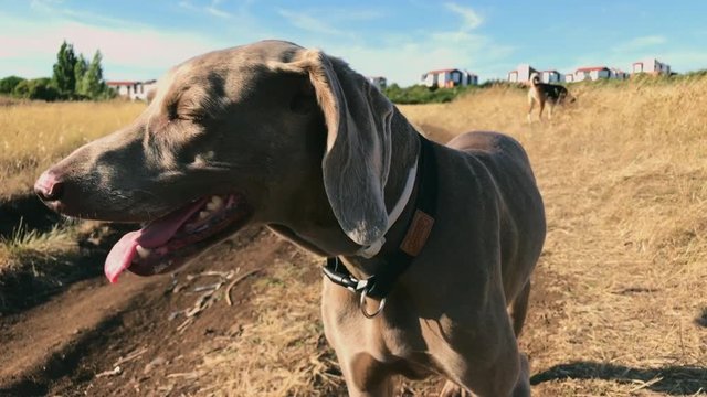 grey weimeraner dog on the field