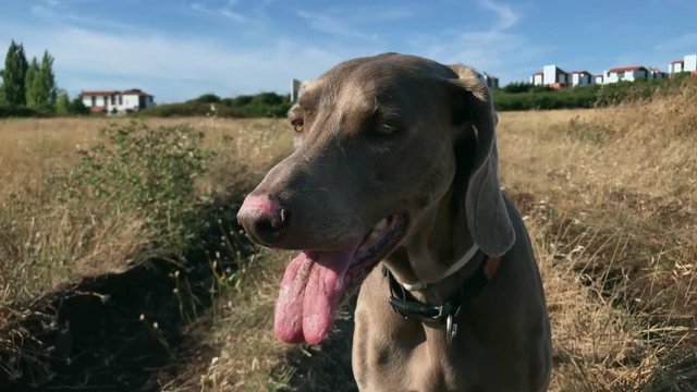 grey weimeraner dog on the field looking around