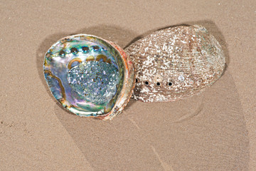 Bright polished Rainbow Abalone Shell on wet sand on the beach at sunrise.
