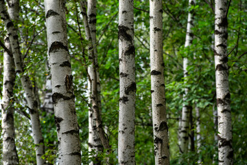 White trunks of birch trees contrast with green leaves
