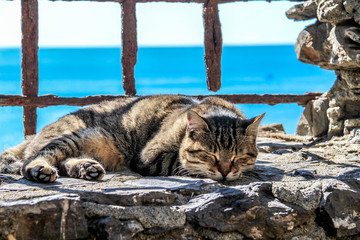 Mediterranean Cat Nap