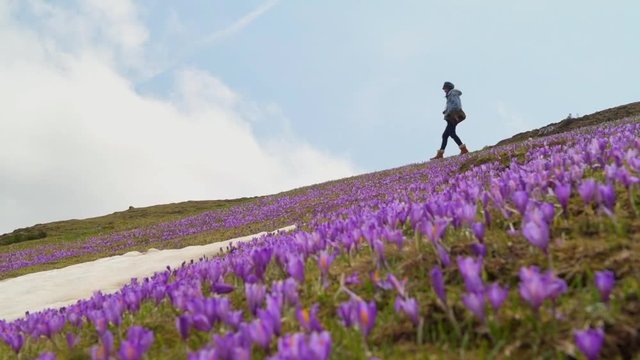 Woman is taking pictures of beautiful blooming of saffron crocus flower at Velika planina in the heart of the Kamnik Alps, Slovenia during spring season