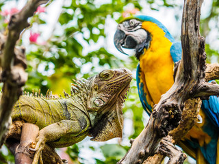 Iguana and Blue and Gold Macaw