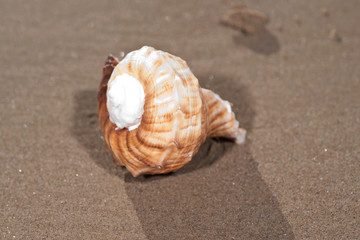 The mollusc (or mollusk) shell is typically a calcareous exoskeleton which encloses, supports and protects the soft parts of an animal in the phylum Mollusca, which includes snails, clams, tusk shells