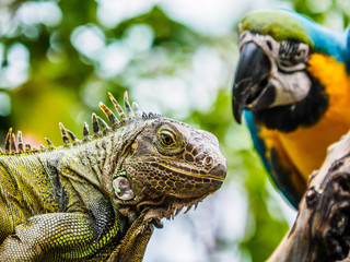 Iguana and Blue and Gold Macaw