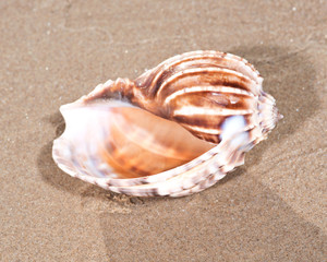 The mollusc (or mollusk) shell is typically a calcareous exoskeleton which encloses, supports and protects the soft parts of an animal in the phylum Mollusca, which includes snails, clams, tusk shells