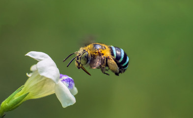 Flying Blue Striped Bee