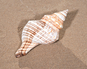 The mollusc (or mollusk) shell is typically a calcareous exoskeleton which encloses, supports and protects the soft parts of an animal in the phylum Mollusca, which includes snails, clams, tusk shells