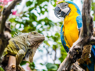 Iguana and Blue and Gold Macaw